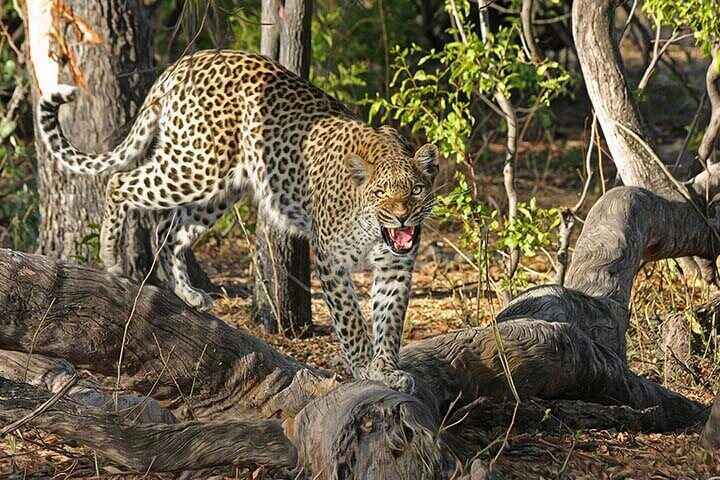 Leopard on a tree branch